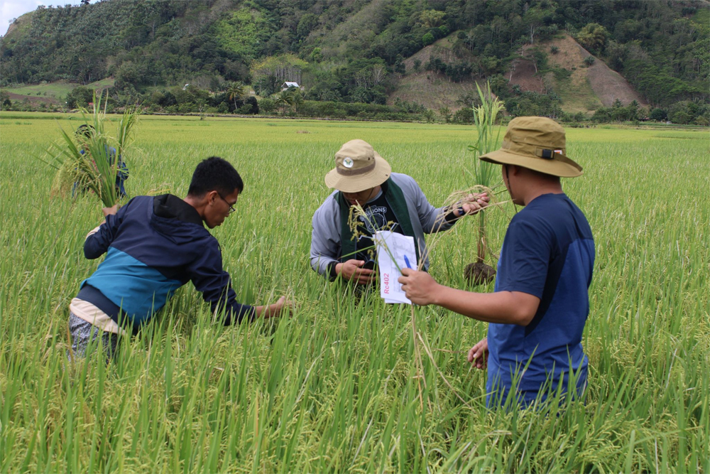 ATI boosts efforts to uphold PH rice seed quality standards